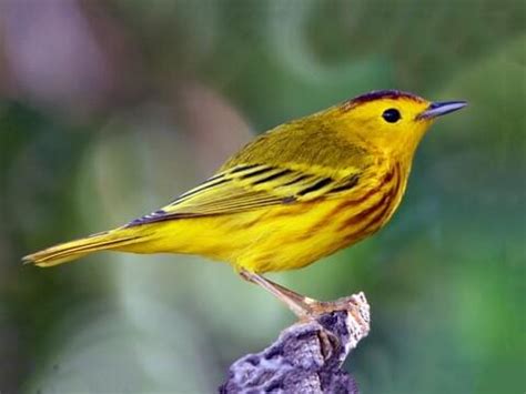 Yellow Bird Identification