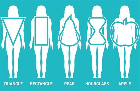 Different Body Shape Types Royalty Free Vector Image | Hot Sex Picture