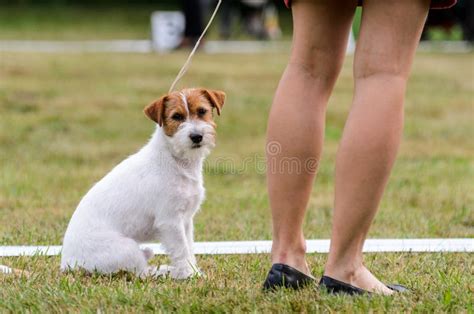 Jack Russell Terrier Training Outdoors Stock Image - Image of nature, obedient: 125752797