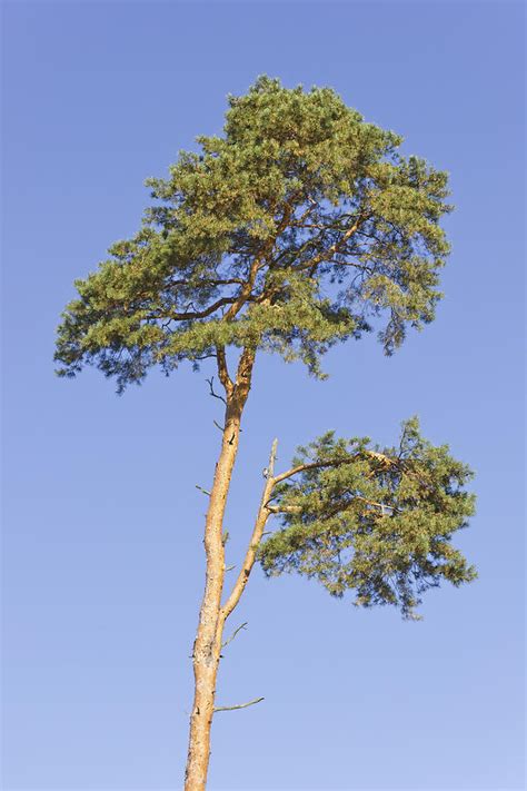 Dying pine tree Photograph by Aleksandr Volkov - Fine Art America