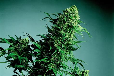 Cannabis Ruderalis - Hash Marihuana & Hemp Museum