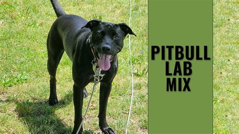 How Much Cost Usa Pitbull Mix Labrador