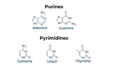 Salvage Pathway: Purine and Pyrimidine Nucleotide Synthesis