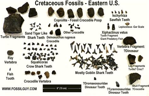 Dinosaur Fossil Identification Chart