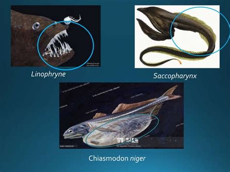 Adaptations in deep sea fishes | PPT