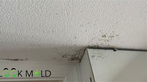 Can You Paint Over Mold on Drywall | Lookmold