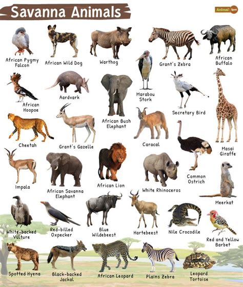 Savanna Animals List, Facts, Diet, Adaptations and Pictures