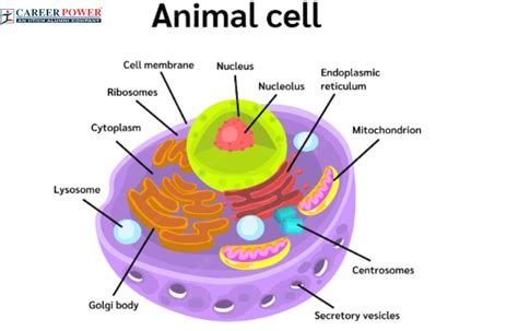 Animal Cell Labeled Biology