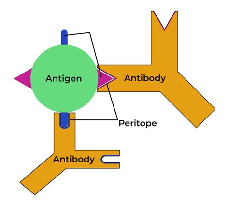 Types of Antigen-Antibody Reaction: Stages and Properties - GeeksforGeeks