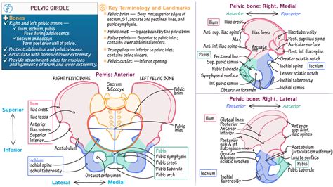 USMLE / COMLEX - Step 1: Pelvic Girdle - Complete | ditki medical & biological sciences