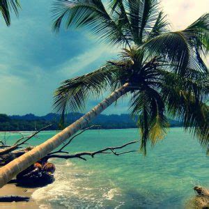 Lukisan Pokok Kelapa Di Tepi Pantai / 21 Pemandangan Di Tepi Laut Lukisan Lukisan Pokok Kelapa ...