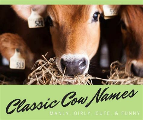 75 Classic Cow Names | PetHelpful