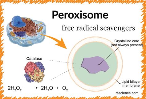 Peroxisome - free-radical scavengers - definition, structure, function ...