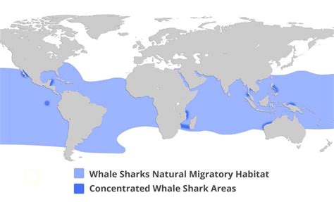 Best Places for Diving with Whale Sharks in Thailand.