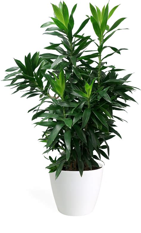 Dracaena Reflexa Medium Houseplant – Chelsea Garden Center