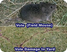 How to Get Rid of Voles, aka Field Mice