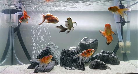 Goldfish aquarium tank - bezygroup