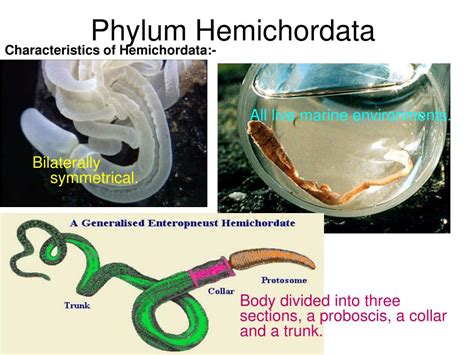 Phylum Hemichordata Examples