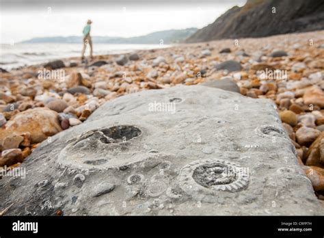 Ammonite fossils on the world famous Charmouth fossil beach, a UNESCO world heritage site as ...