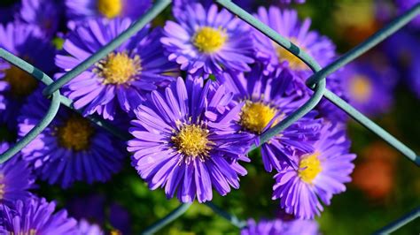 24 Gorgeous Types of Aster Flowers (#11 Is Wow)