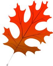 Red Oak Leaf Free Stock Photo - Public Domain Pictures