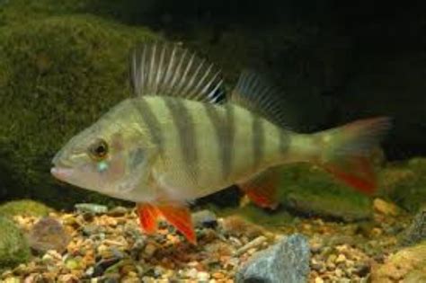 European Perch Information and Picture | Sea Animals