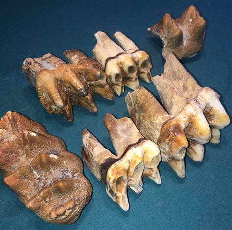 Found these mastodon teeth - Member Collections - The Fossil Forum