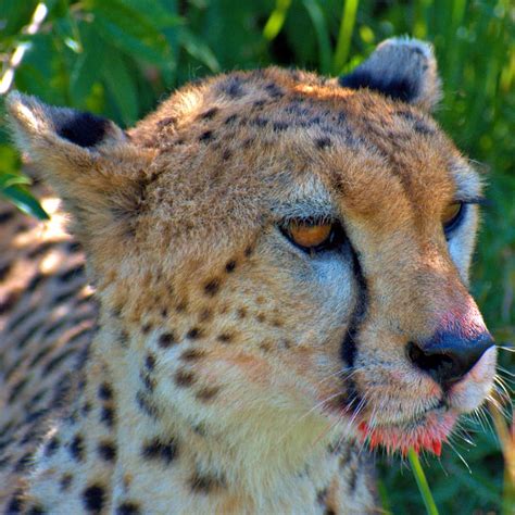 Cheetah content after having enough baby gazelle. : r/wildlifephotography