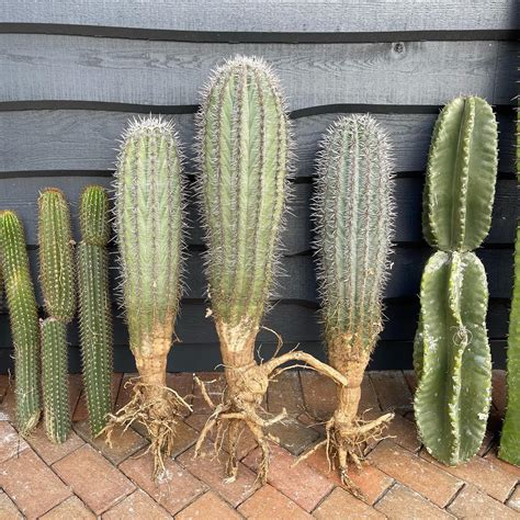 Top 5 Desert Cactus To Grow Indoors