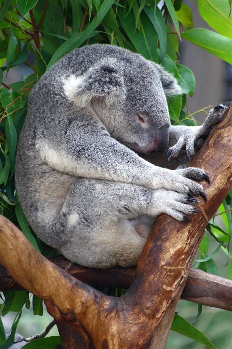 File:Sa-sleeping-koala.JPG - Wikipedia