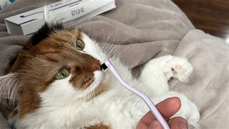 Cat Toothbrush | RYERCAT – ryercat.com