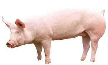 Landrace | Pig Breed | Apni Kheti