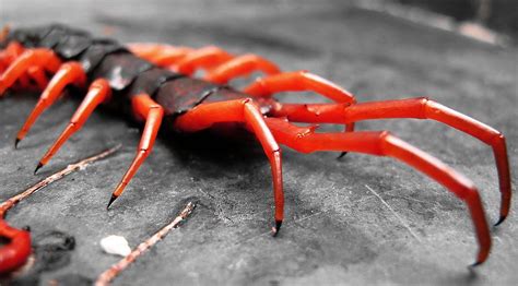 Thailand’s Monster Poisonous Centipede | Centipede, Millipede, Creepy ...