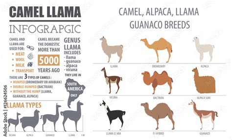 Camel, llama, guanaco, alpaca breeds infographic template. Anim Stock Vector | Adobe Stock