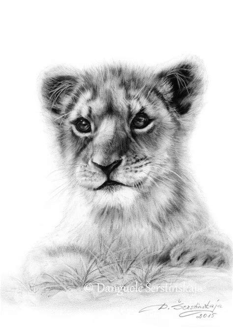 Lion Cub Drawing at PaintingValley.com | Explore collection of Lion Cub ...