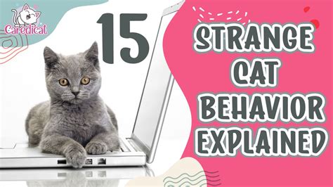 15 Strange Cat Behavior Explained: What's Going On With Your Kitty?