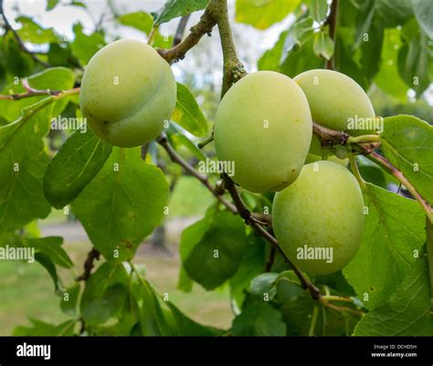 Greengage Plum Greengages Plums Fruit Tree Stock Photo - Alamy