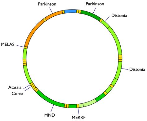 File:Mitochondrial DNA and diseases.png - Wikimedia Commons