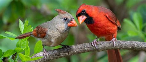 Male vs Female Northern Cardinal: What are the Differences? - Wiki Point