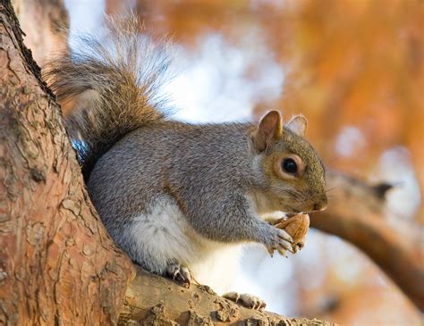 Tree squirrel - Wikipedia