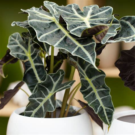 Alocasia Polly Perfect Indoor Elephants Ear Plant (30-40cm Incl. Pot) | eBay