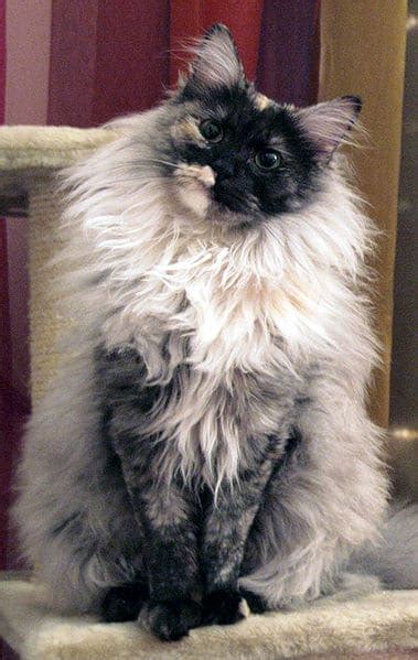 Turkish Angora Cat Breed Complete Guide | AZ Animals