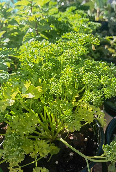 Parsley – Plant Elite Nursery