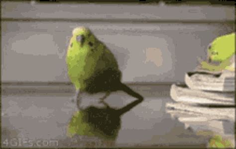 Parrot Funny Memes GIF - Parrot Funny Memes Explode - Discover & Share GIFs