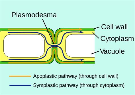 How are plasmodesmata related to the symplast? | Socratic