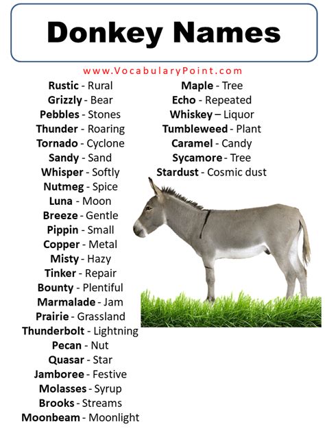 460+ Best Donkey Names (Unique,Funny,Male & Female) - Vocabulary Point