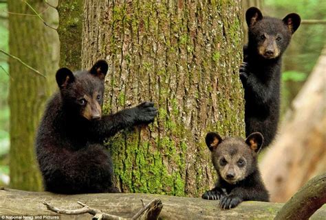 Who's bringing the picnic then? Black bear cubs WERE in for a surprise ...