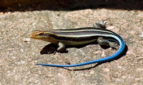 What are the Different Types of Skink Lizard? (with pictures)