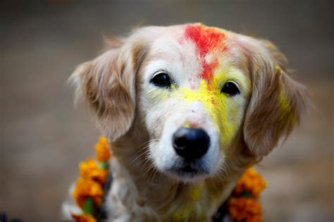 Dog Festival “Kukkur Tihar” in Nepal | Behance