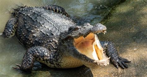 Discover the World’s Oldest Crocodile - IMP WORLD